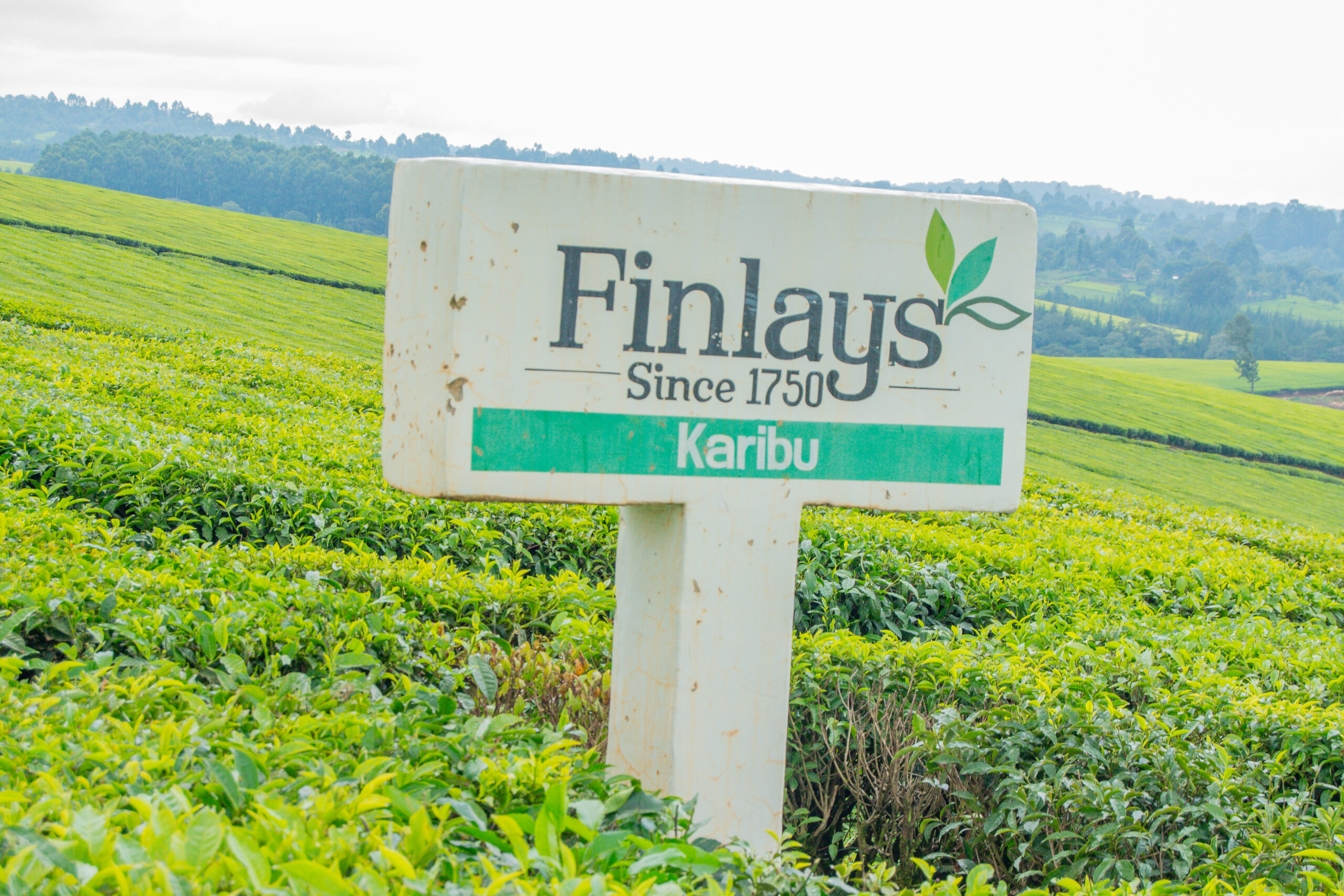 Kipsigis Highlands MCS Ltd buys a 15 stake of the renown James Finlay